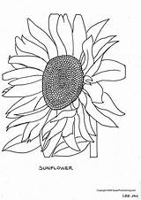 Sunflower Coloring Pages Flower Library Clipart sketch template