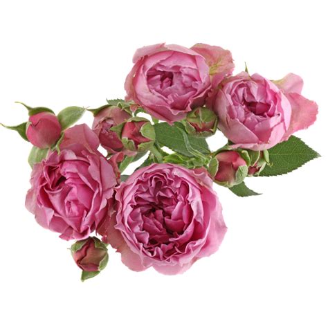 Spray Roses Qualirosa