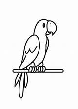 Papegaai Kleurplaat Parrot sketch template