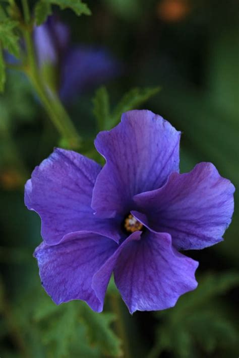 Blue Hibiscus Alyogyne Huegelii By Sheila Of Perth