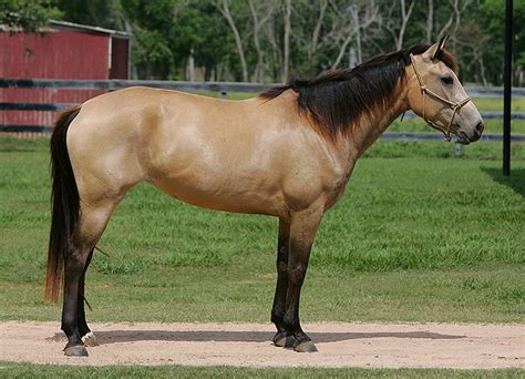 azteca horse canada horses horse breeds eventing horses
