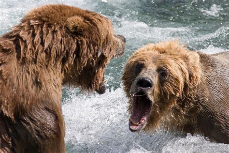 pacific landscapes gallery bear fight