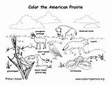 Prairie Coloring American Habitat Animals Habitats Animal Pages House Biome Kids Exploringnature Color Grassland Printable Search Labeled Drawing Little Grade sketch template