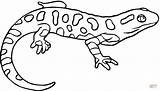 Coloring Salamander Newt Drawing Spotted Lizard Yellow Pages Salamanders Printable Colouring Color Clipart Kids Salamandra Sheets Clip Eastern Simple Animals sketch template
