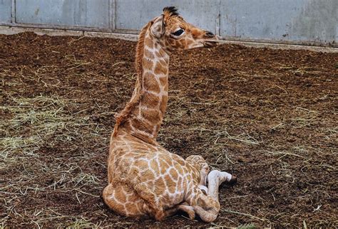 bedrohte nubische giraffe im safaripark beekse bergen geboren freizeitpark erlebnis