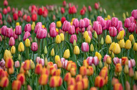 types  tulips   garden