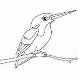 Turpial Pajaro Pajaros Kingfisher Oiseaux Imagui Pecheur Coloriages Ninos Seonegativo Pêcheur sketch template