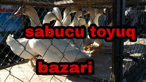 sabuncu toyuq bazari    youtube