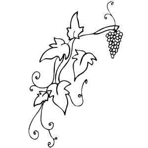 grapevine coloring page grape drawing vine drawing fruit coloring pages