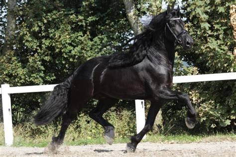 friesian horse  sale thad sport black sterling friesians horses friesian horse