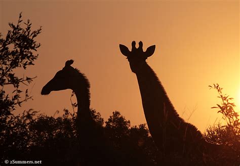 sunset giraffes beautiful summers