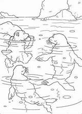 Kleurplaat Noordpool Kleurplaten Tiere Zeehonden Ijsbeer Zuidpool Ours Seehunde Antarktis Polaire Déco Noël Activités Boite Colorier sketch template