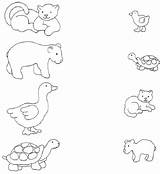 Baby Animal Mother Matching Animals Worksheet Worksheets Parent Their Babies Match Worksheeto Via sketch template
