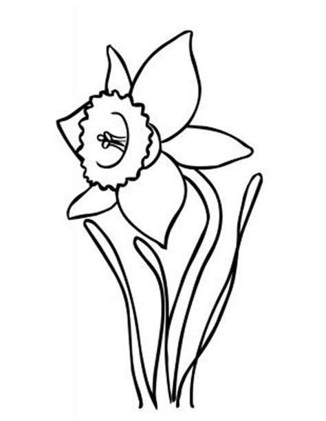 beautiful daffodil flower coloring page kids play color