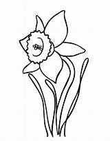 Daffodil Drawing Outline Coloring Flower Drawings Pages Daffodils Blooming Clipart Narcissus Netart Clip Clipartmag Drawn Getdrawings Kids Paintingvalley Clipartbest Cliparts sketch template