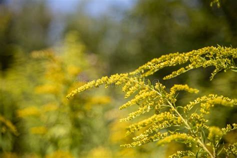 close  view  yellow goldenrod flowers stock photo image