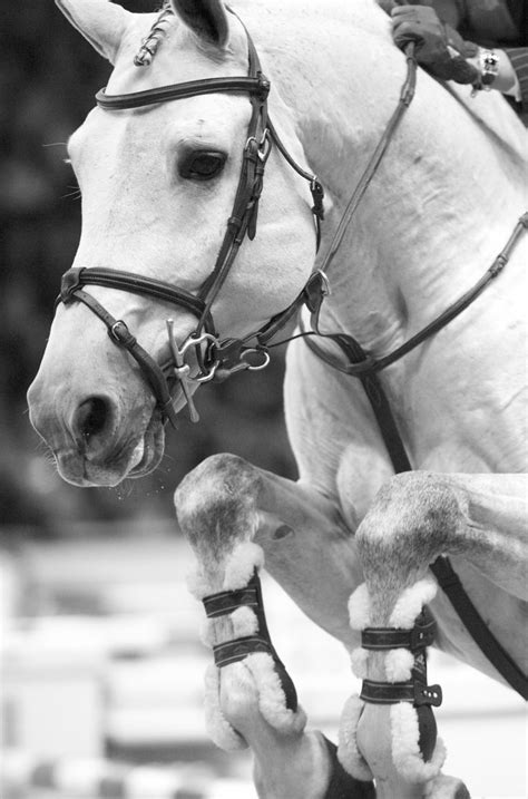show jumping images  pinterest show jumping horses  equestrian