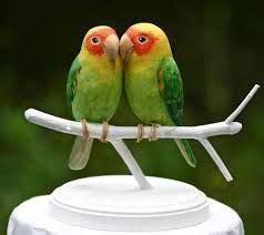 image result  parrot wedding cake toppers handmade wedding cake toppers wedding cake