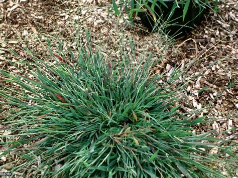 identify common lawn weeds  tos diy