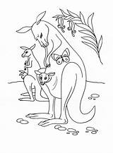 Cangur Colorat Planse Desene Animale Canguri Educative sketch template