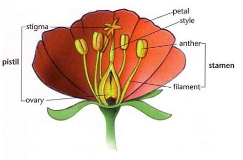 Male And Female Parts Of A Flower And Their Functions Draw A Labelled
