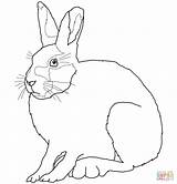 Hare Arctic Coloring Template Sheet Pages Templates sketch template