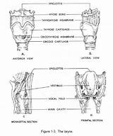 Larynx Physiology sketch template