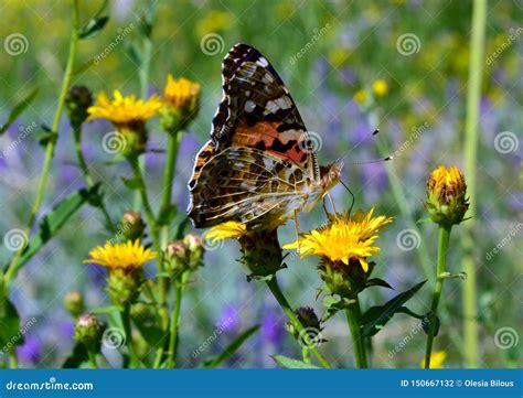 steppe flower stock images   royalty