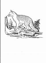 Coloring Fox Grey Colouring Pages Imgur Kids Gray Foxes Sparad sketch template