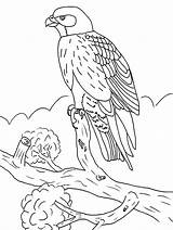 Falcon Coloring Pages Bird Kids Color Printable Falcons Sheet sketch template