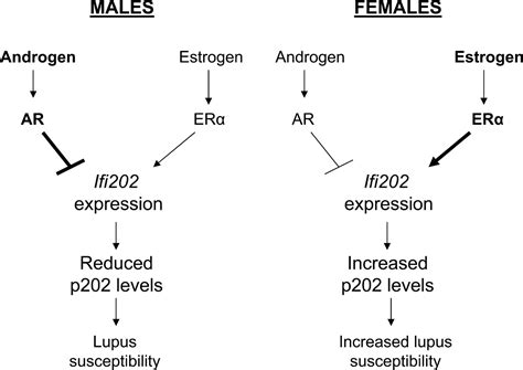 female and male sex hormones differentially regulate