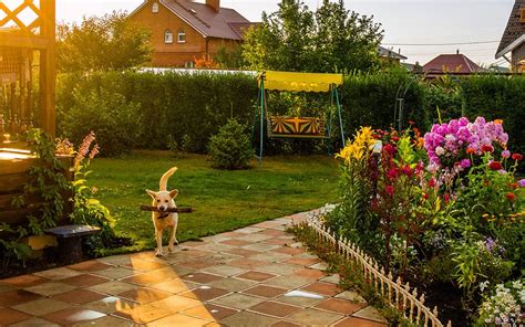 ways  create  pet friendly garden david domoney
