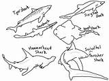 Sharks Hammerhead Rays Thresher Bull Coloringbay Designlooter Coloringhome sketch template