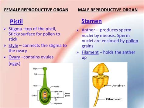 Reproduction In Flowering Plants Sexual Reproduction