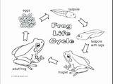 Tadpole Coloring Pages Cycle Life Tadpoles Frog Color Printable Frogs Getcolorings Getdrawings Bullfrog Print Sheet Template sketch template