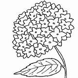 Hydrangea Flower Coloring Drawing Pages Getcolorings Mother Color Paintingvalley sketch template