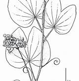 Jungle Coloring Pages Getdrawings Plants Amazon sketch template