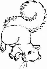 Squirrel Veverita Ardillas Colorat Acorn Planse Desene sketch template