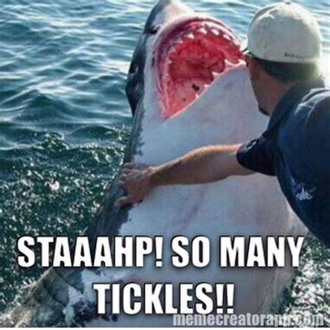 Shark Meme Funny