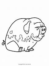 Pigs Getdrawings Drawing Three Little sketch template
