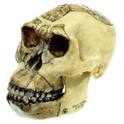 s 3 1 reconstruction of the skull of homo habilis o h 24 biomedical models
