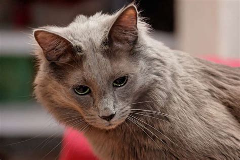 the turkish angora cat cat breeds encyclopedia