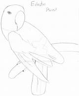 Eclectus Parrot Luva sketch template