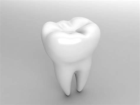molar tooth  model cgtrader