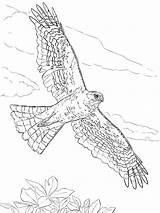 Hawk Coloring Pages Sharp Drawing Hawks Flying Birds Shinned Printable Supercoloring Bird Color Coopers Northern Draw Harris Drawings Adult Adults sketch template