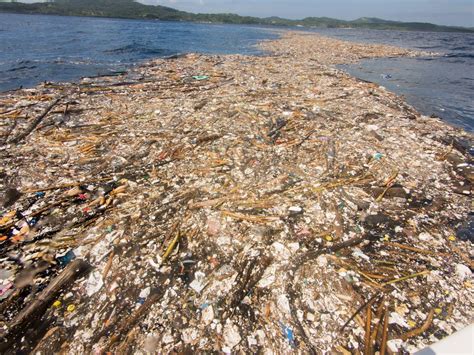 pictures  show  devastating impact  plastic  animals   oceans