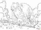 Colorare Orso Bosco Foret Printable Ours Coloriages sketch template