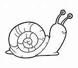 Snail Coloring Sea Drawing Book Realistic Vector Pages Colour Printable Color sketch template