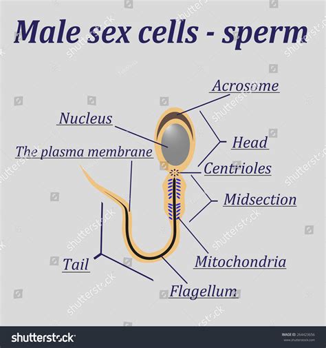 diagram male sex cells sperm stock vector 264423656 shutterstock
