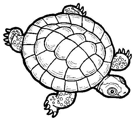 turtle shell clip art clipartsco turtle coloring pages turtle